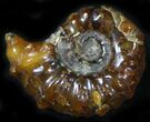 Polished, Agatized Douvilleiceras Ammonite - #29284-1